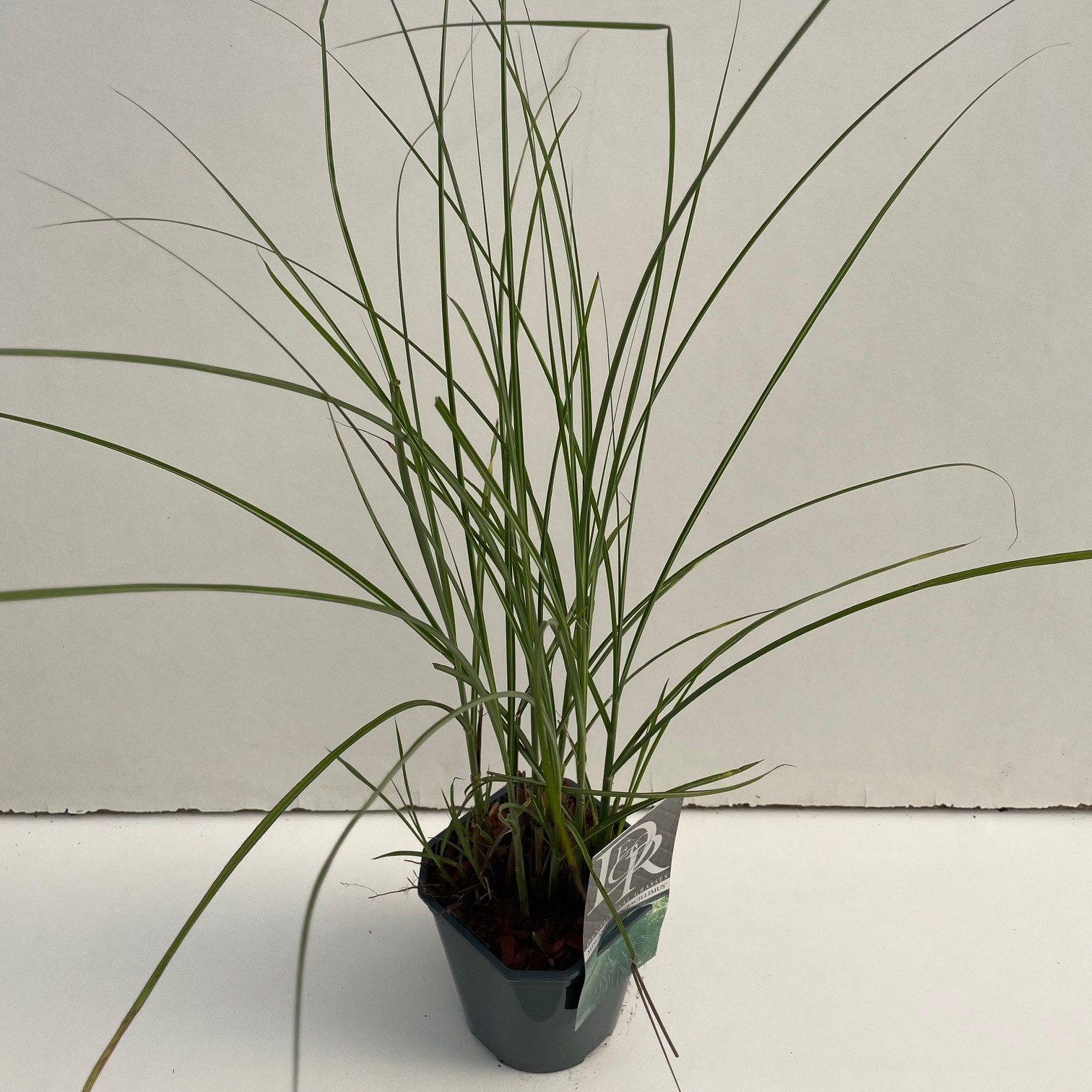 Picture of Miscanthus Gracillimus P17 (2 Ltr) Square