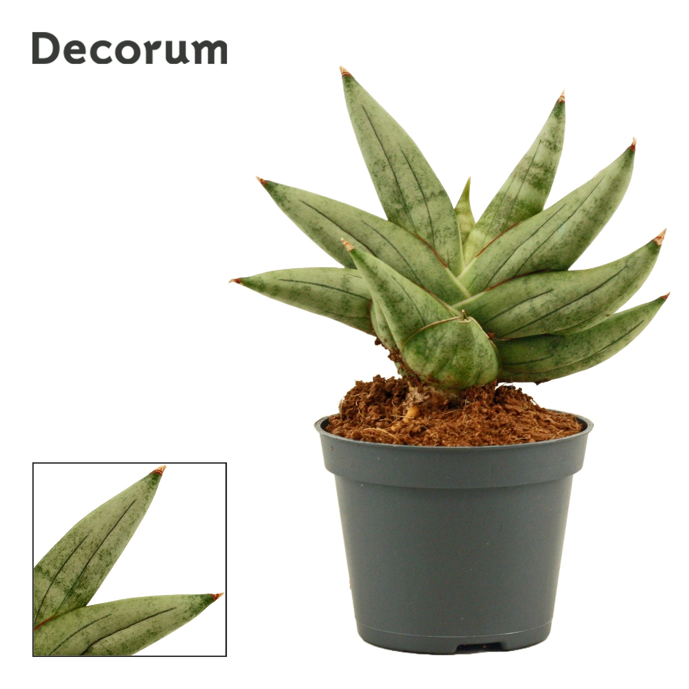 Sansevieria Artistic Fan (Decorum)