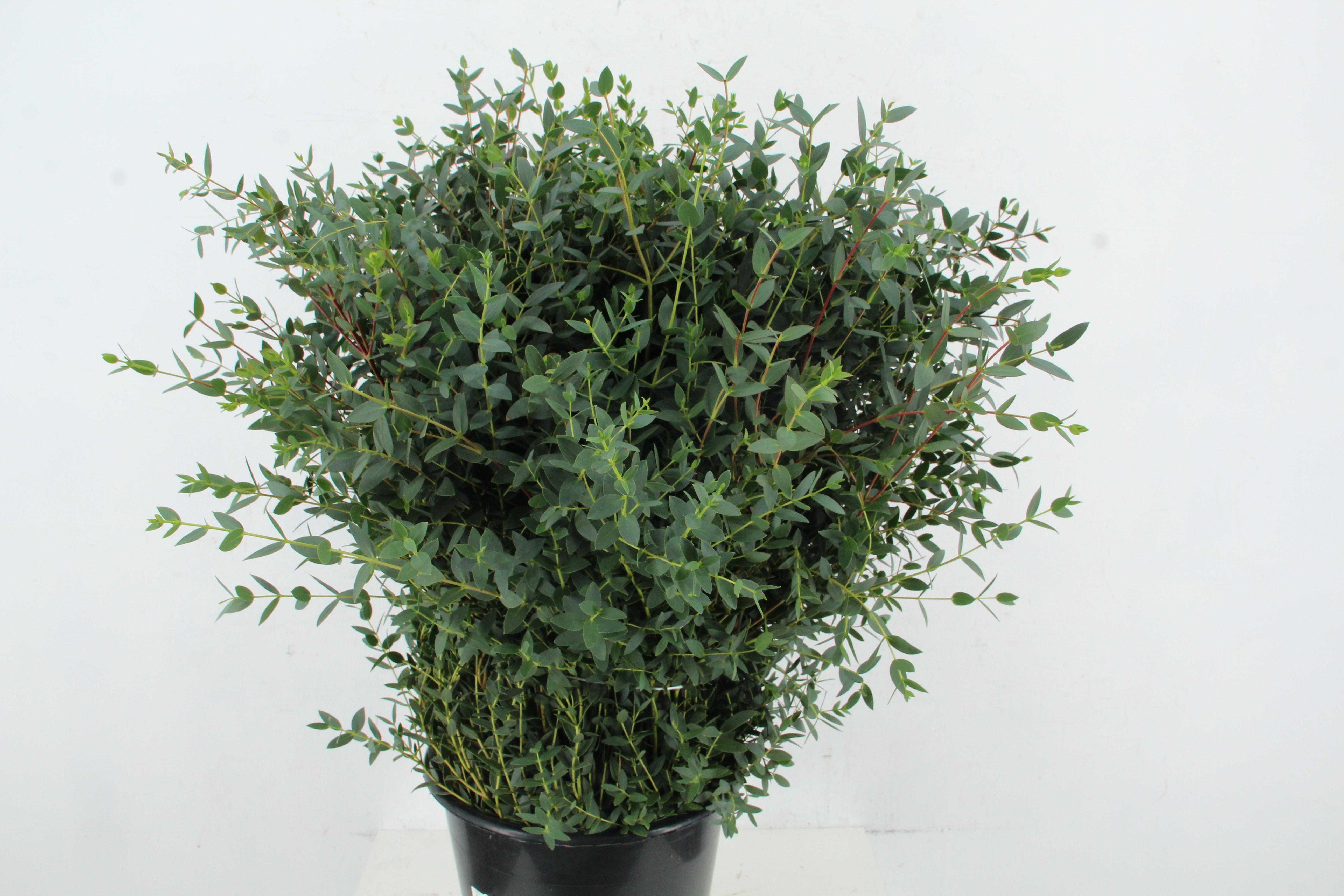Eucalyptus Parvifoli