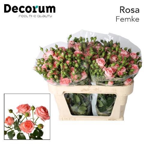 Rosa Spr Femke 70cm