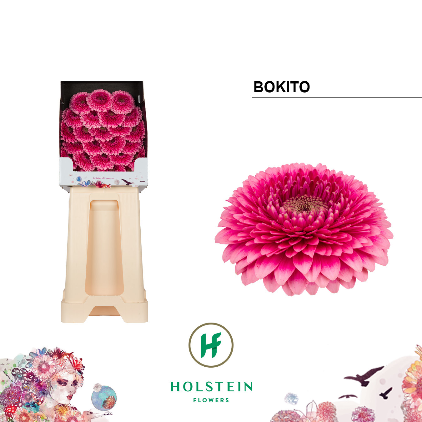 Ge Bv Pom Bokito