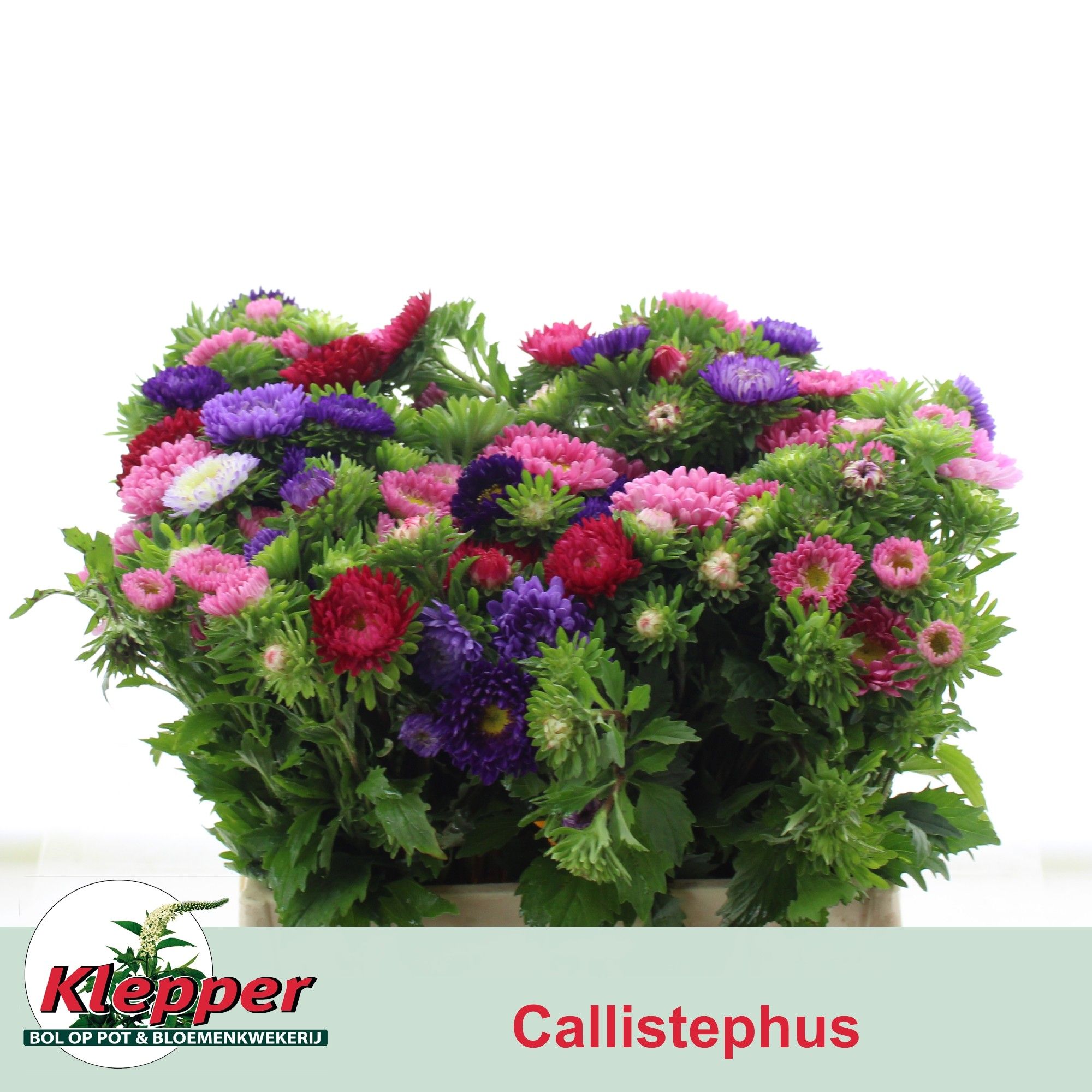 Callistephus Mixed Per Bunch 40cm