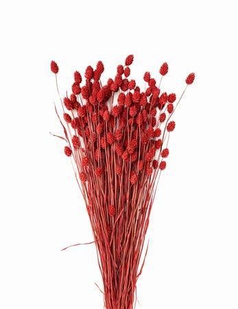 Dried/preserved Flowers Misc 70cm 150gram