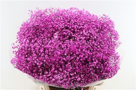 Gypsophila Painted 80cm 40gram