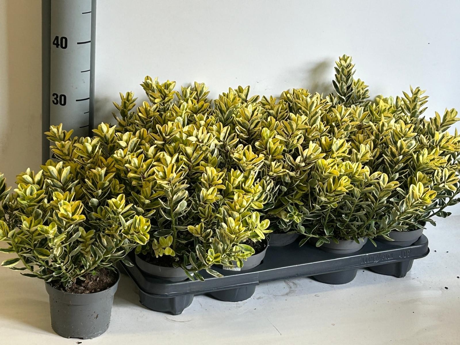 Hebe 'Andersonii Variegata' HEBE AND VARIEGATA | Gardenline