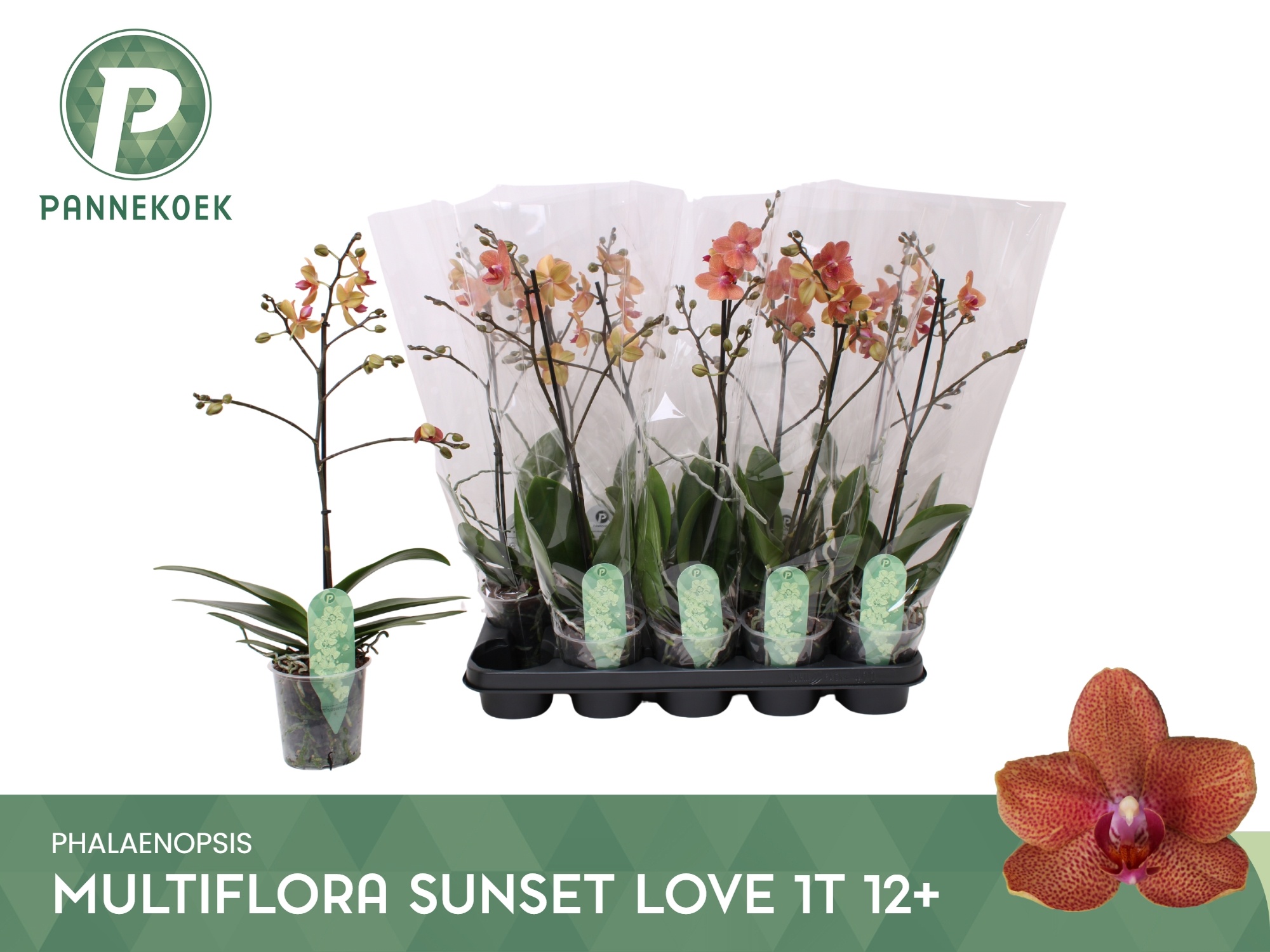 Phal Mf F Sunse Love 12Ø 55cm