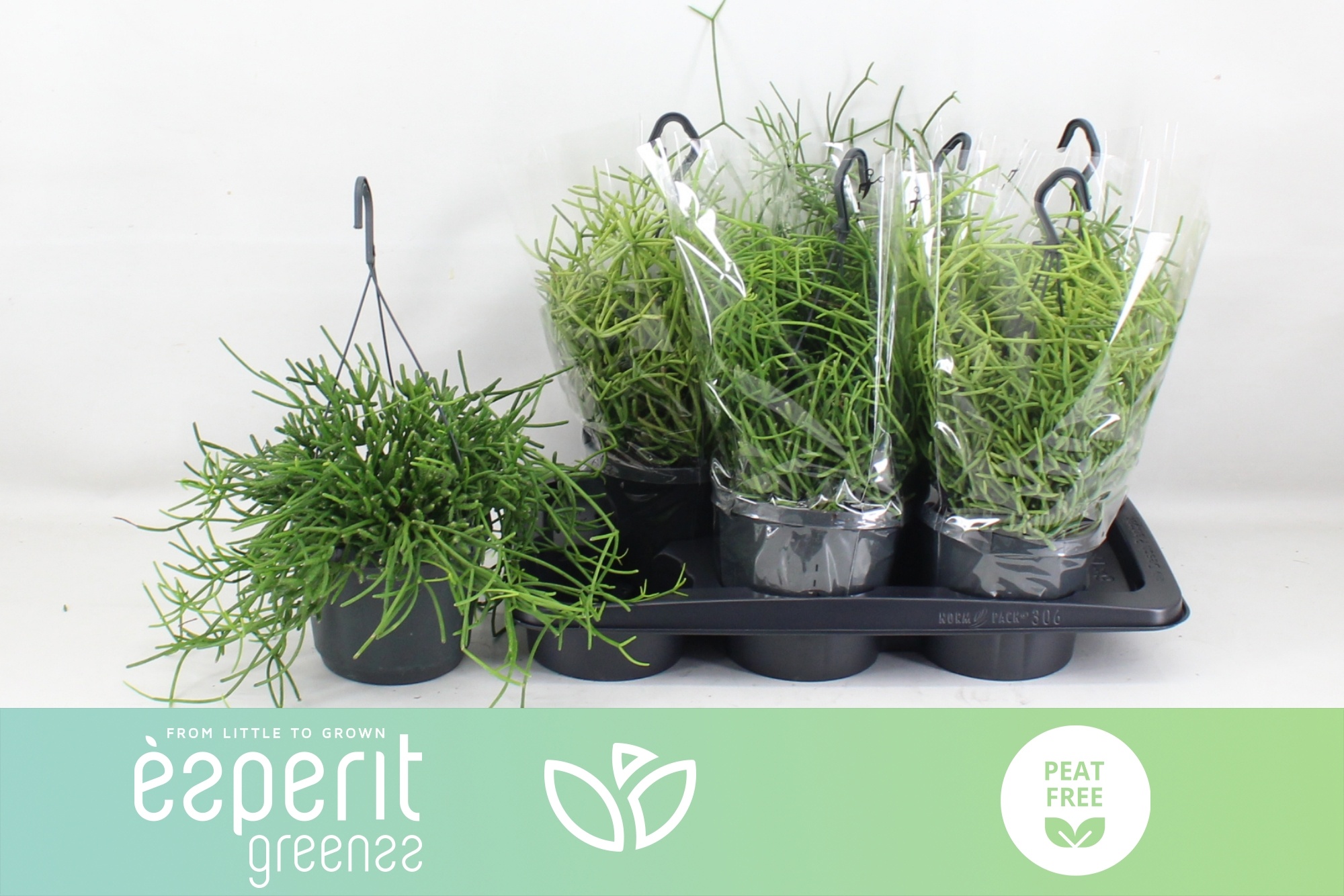 Rhipsalis Heteroclad 17P 26H