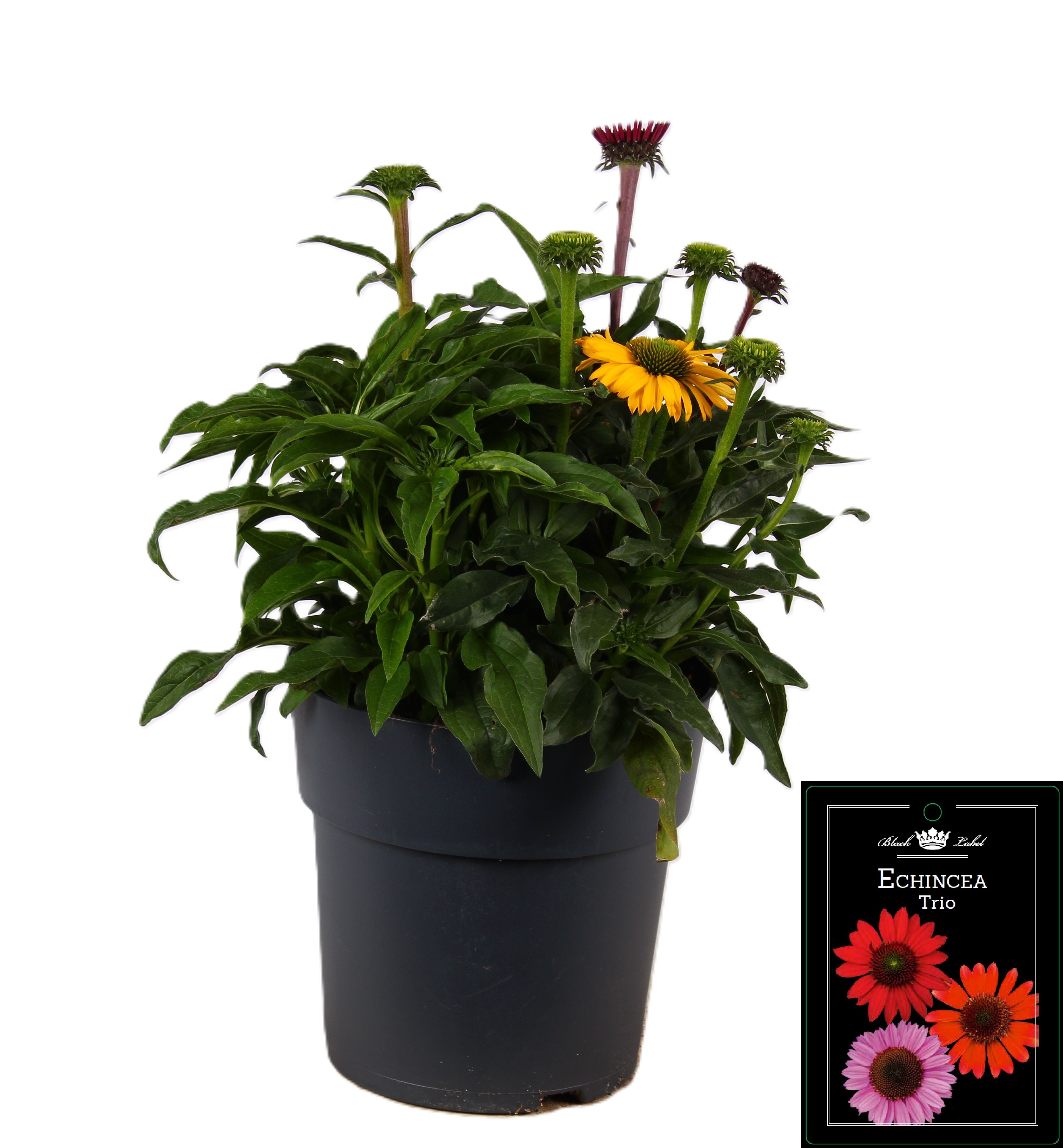 Picture of Echinacea Trio