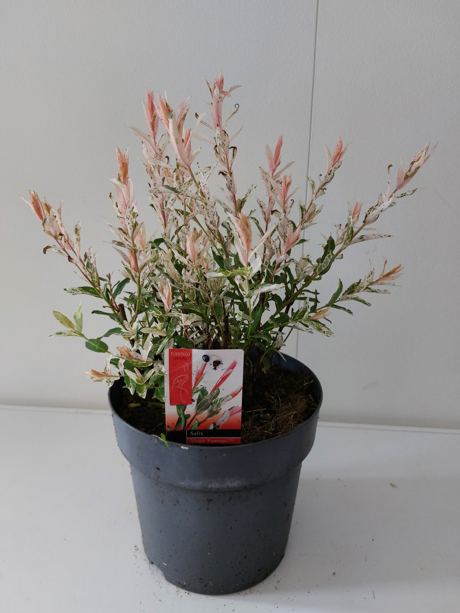 Picture of Salix Flamingo bush p23