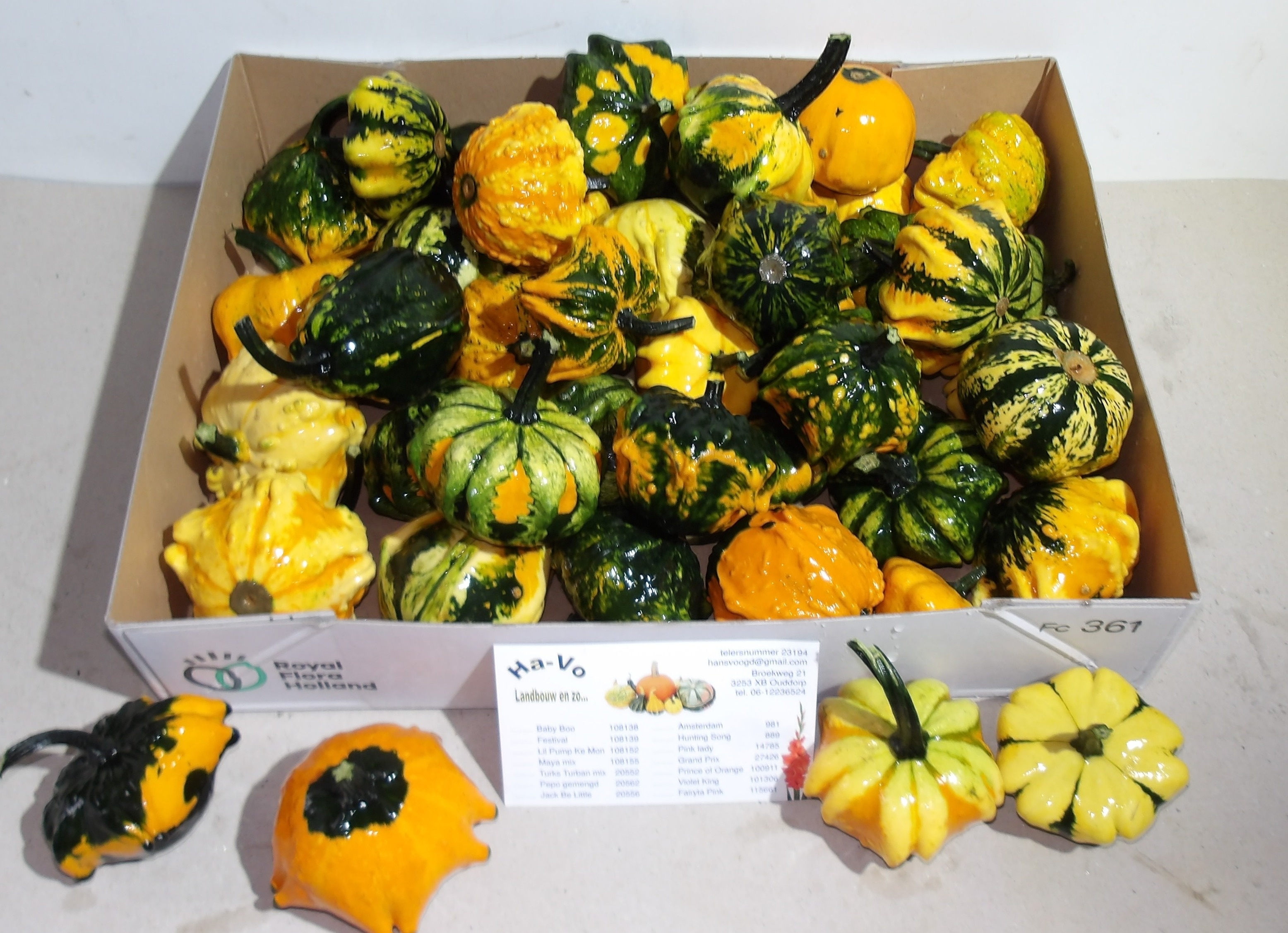 Cucurbita Fl Saucer