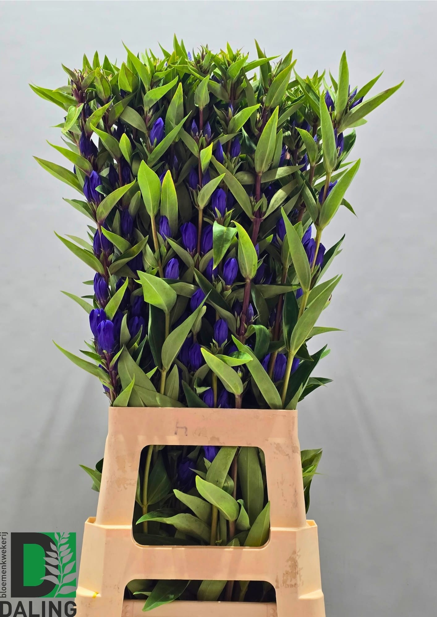 Genti Just Blue