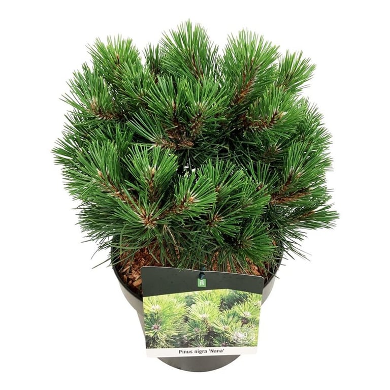 Picture of Pinus nigra 'Nana'