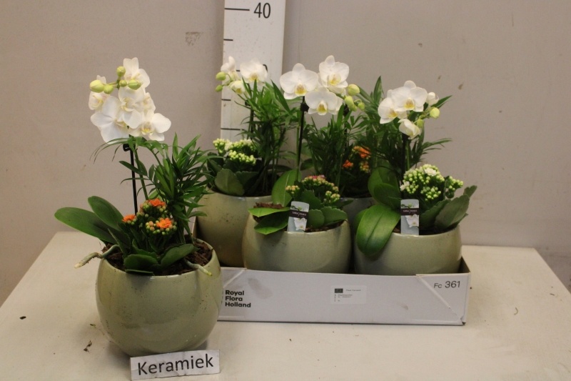 Arrangement Indoor Flowering 16Ø 35cm