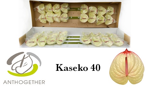 Anth A Kaseko