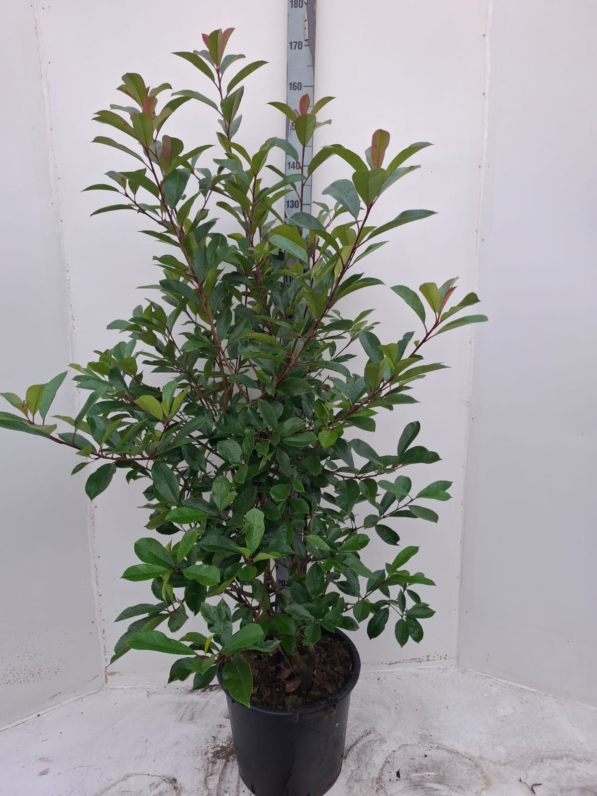 Picture of Photinia fraseri 'Red Robin' C30