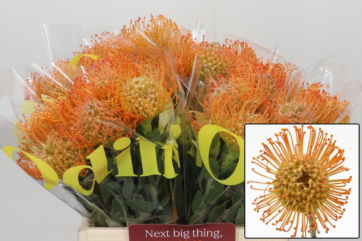 Leuco Queen Juliana 40cm