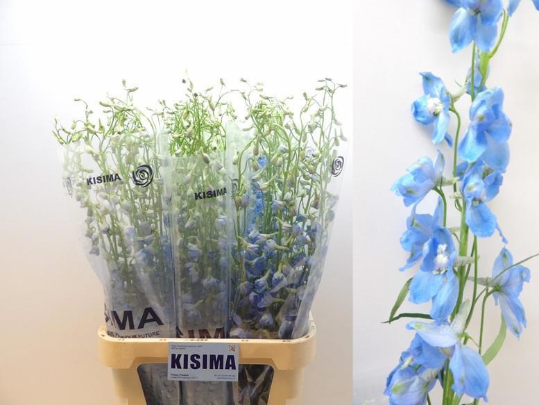 Delphinium Sky Waltz 100cm