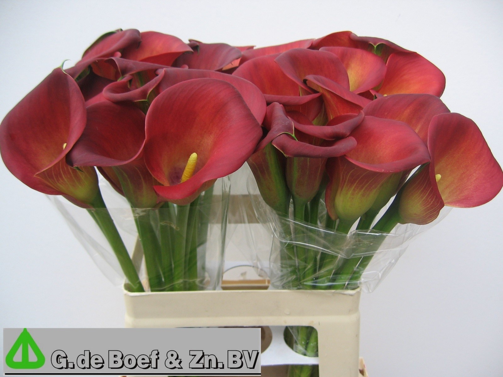 Zant Captain Morgan 60cm