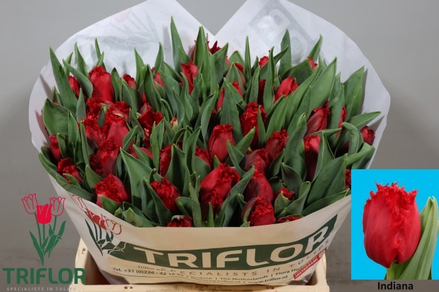 Tulipa Frilled Indiana 39cm 38gram
