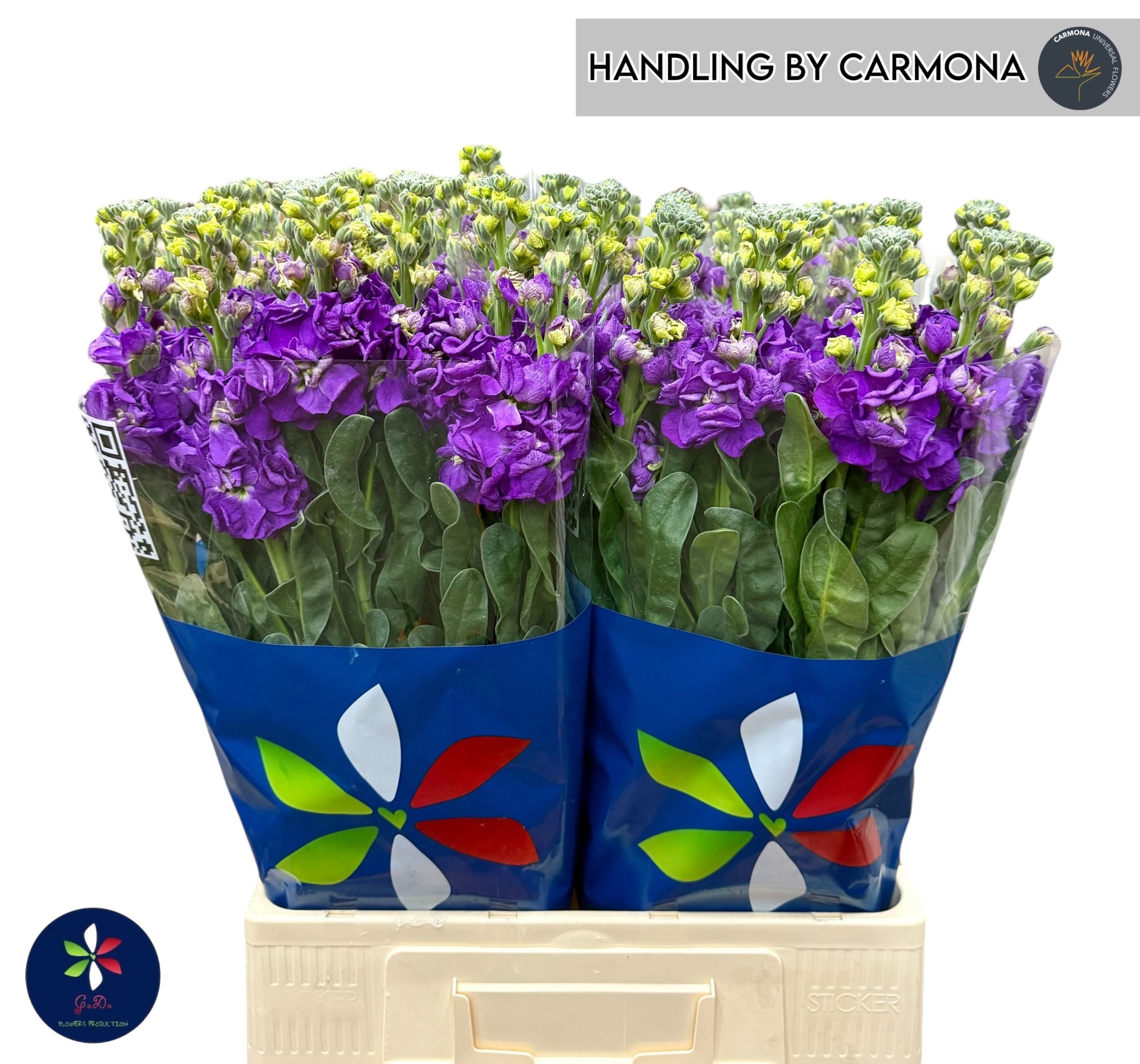 Matthiola Iron Purple 70cm