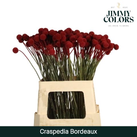 Craspedia L60 Bordeaux