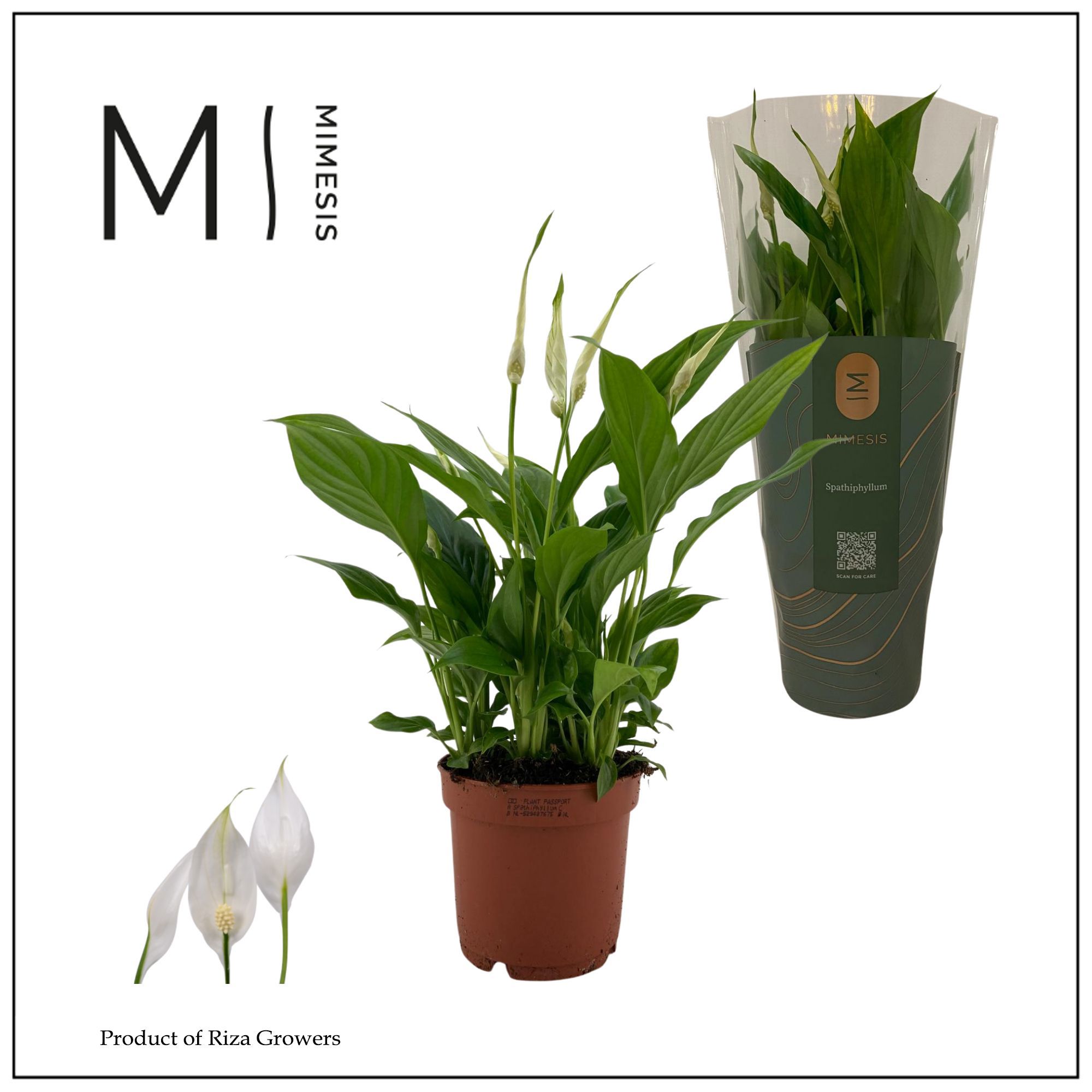Mimesis Spathiphyllum Bellini - 13 Cm
