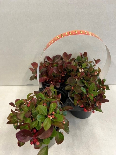 Gaultheria 4-pack