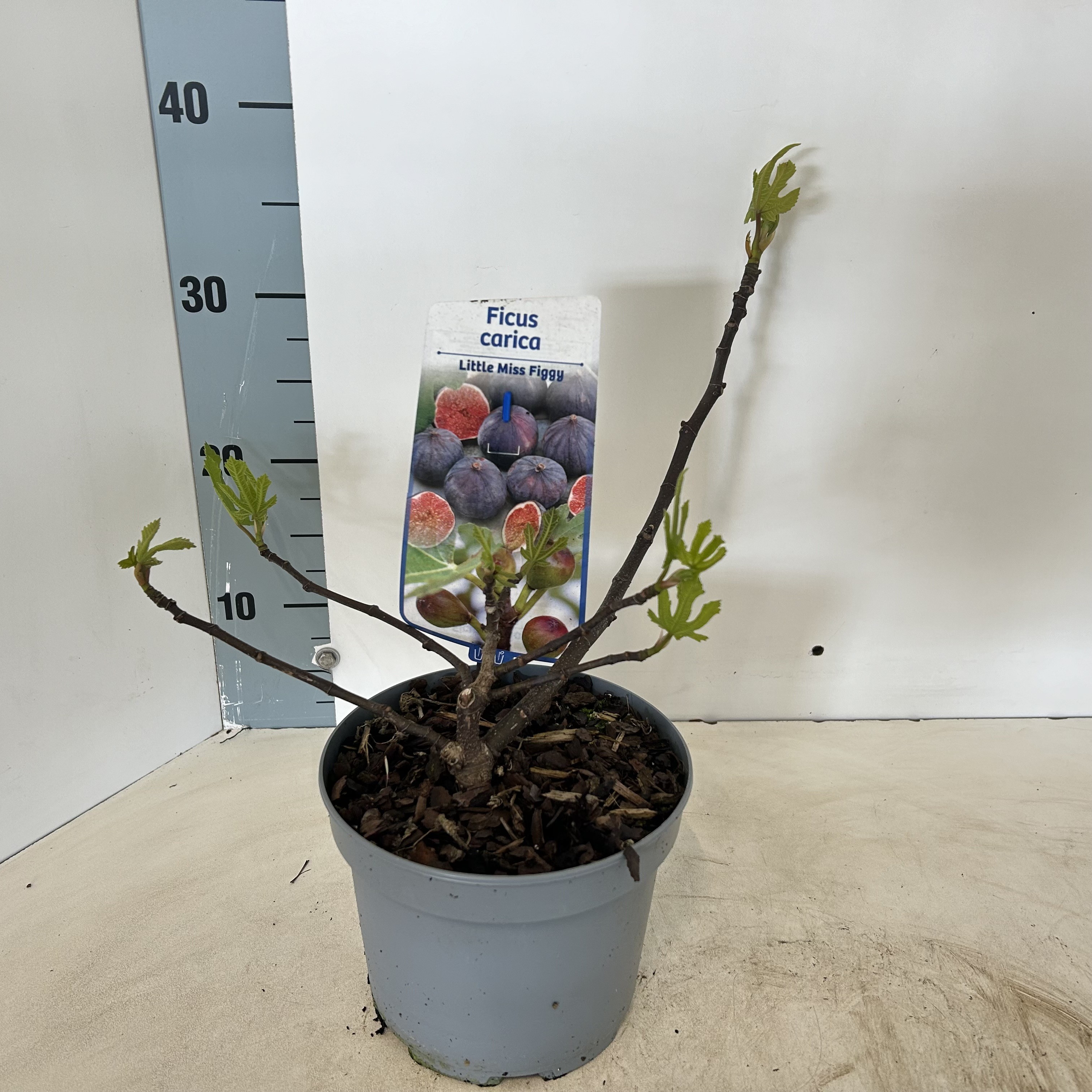 Picture of Ficus carica Little Miss Figgy ('LMF01'PBR)