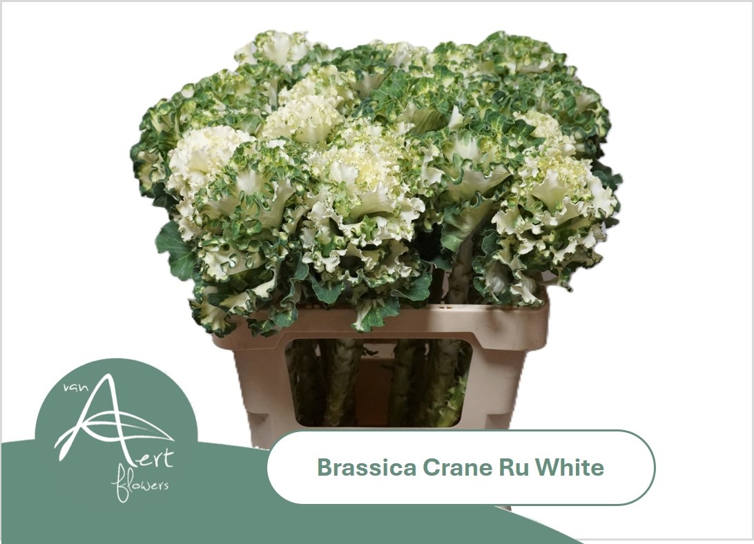Brassica Crane Ruffle White 60cm
