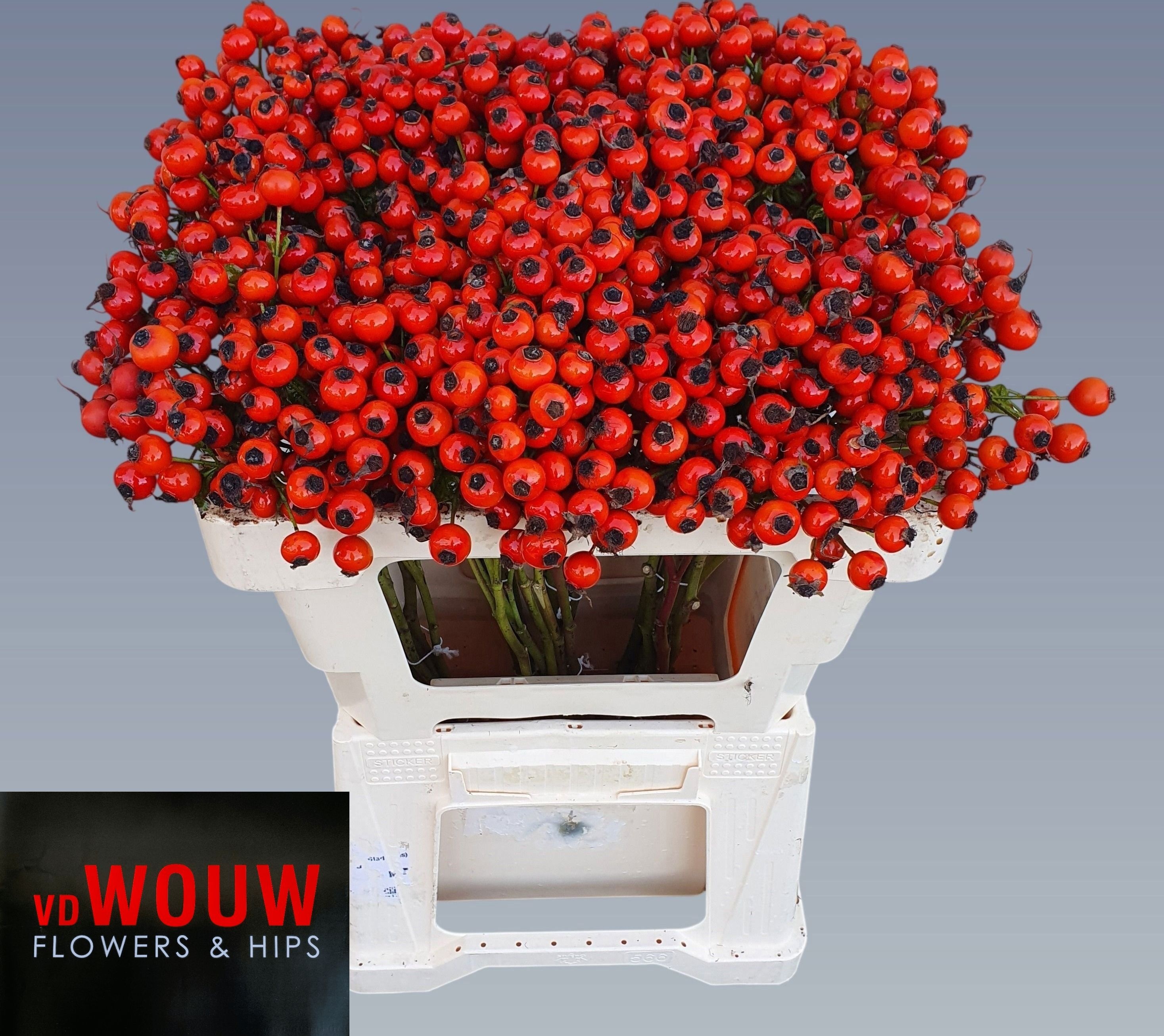 Rosa Mandarin Hiphop 50cm