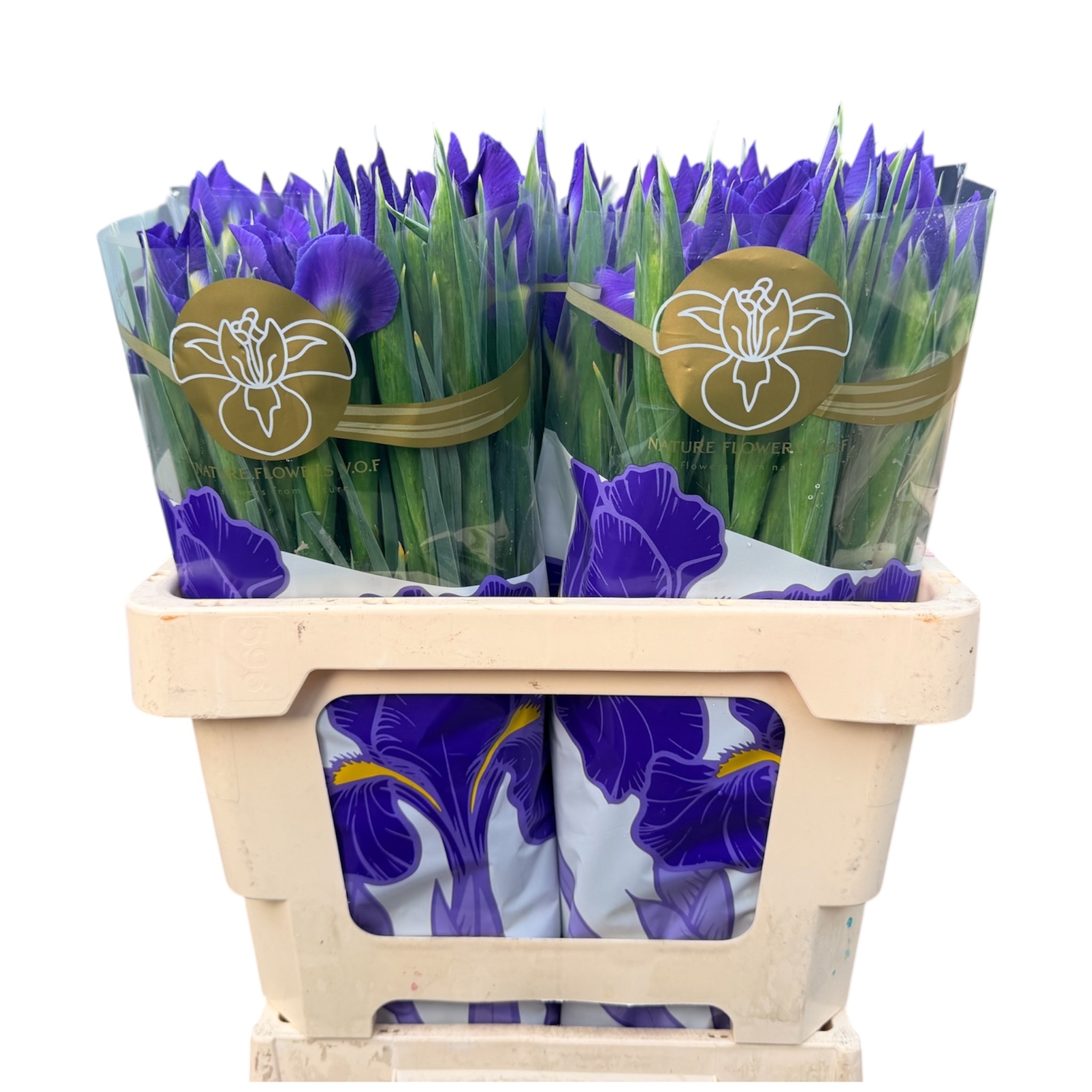 Iris Blue Magic 60cm