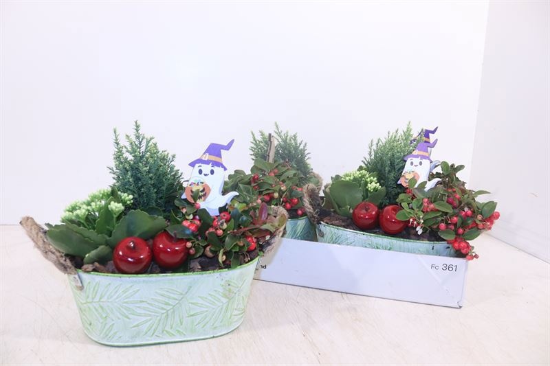 Arr Tuinplanten 25P 28cm