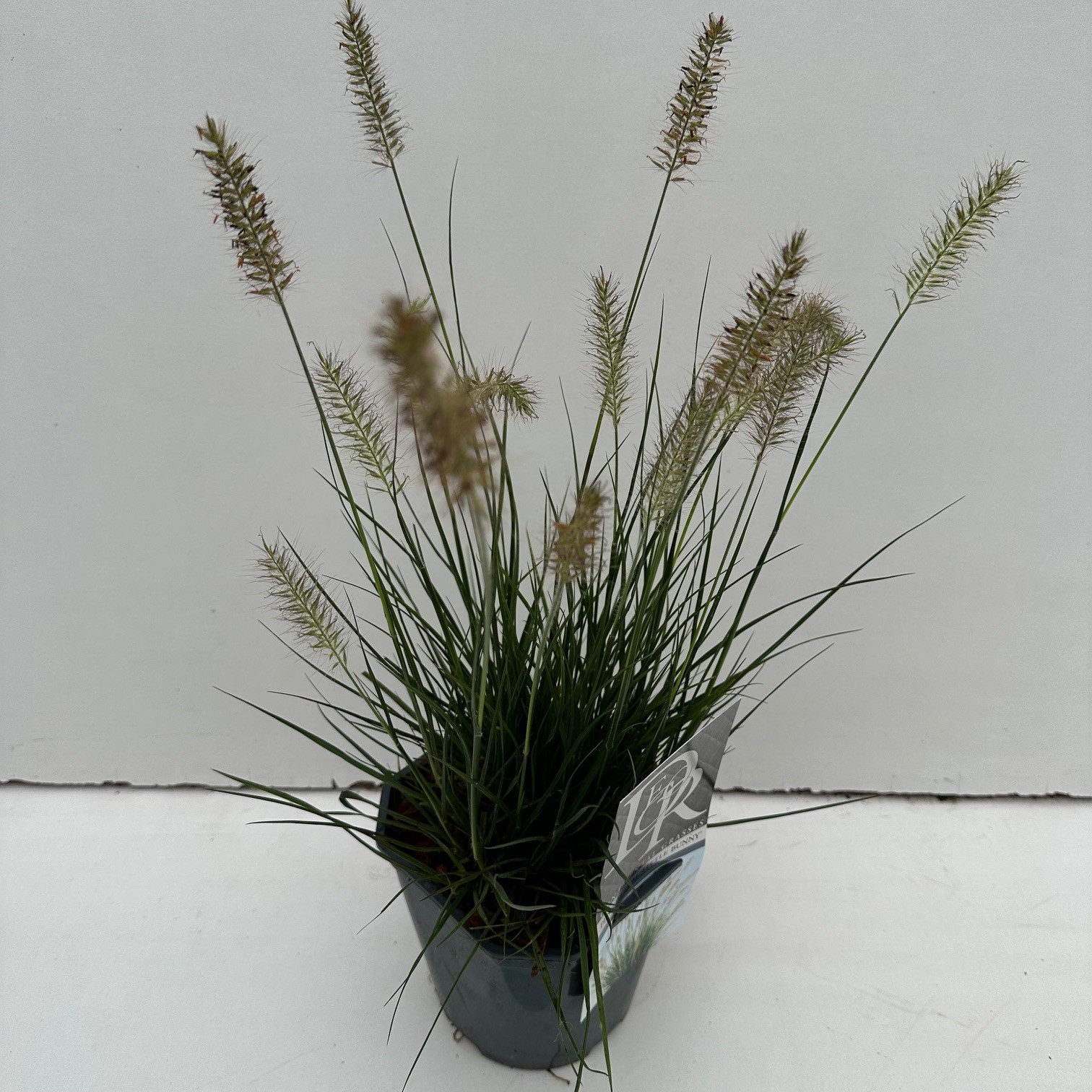 Pennisetum alopecuroides 'Little Bunny'