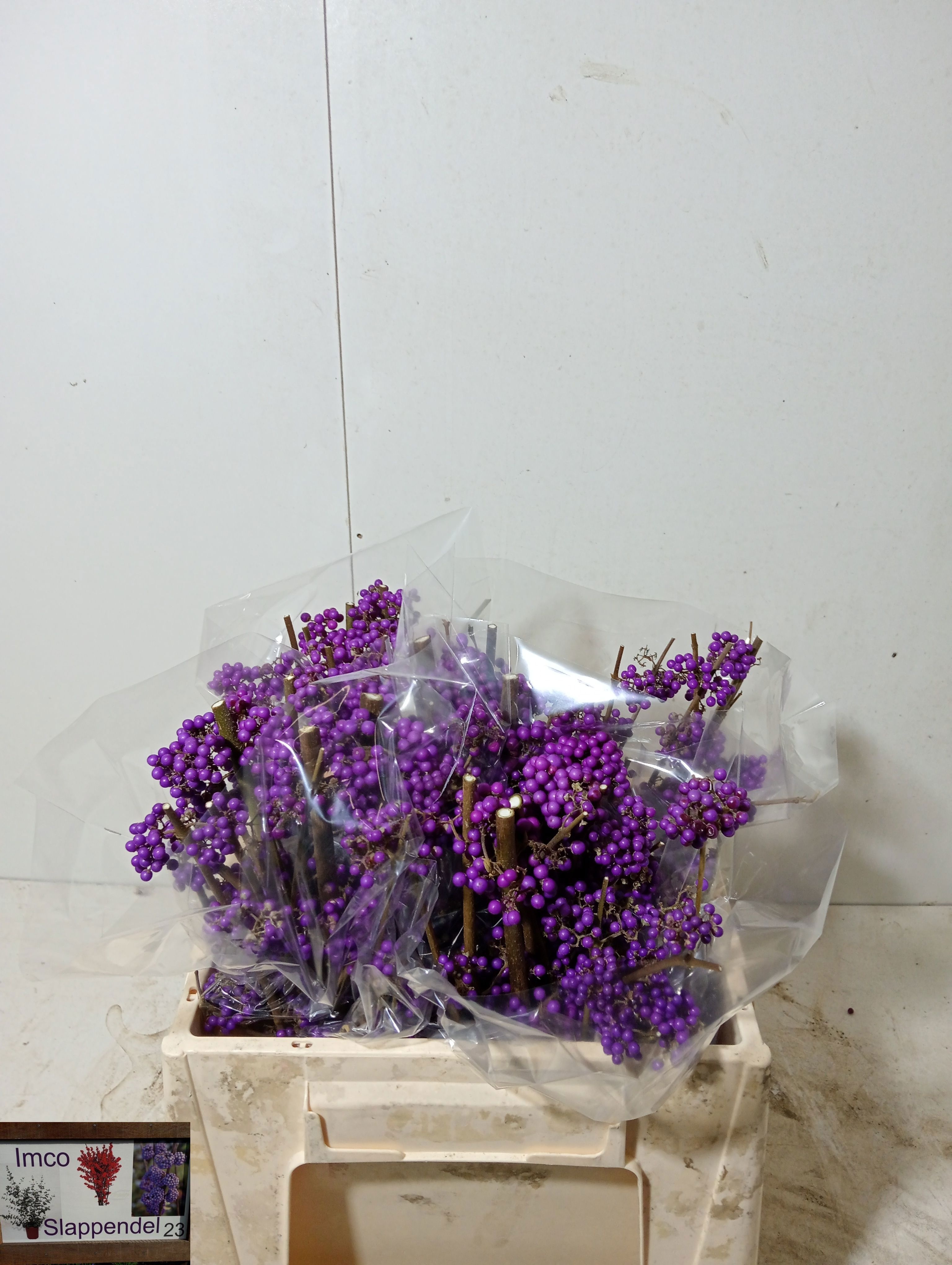 Callicarpa Bod Giraldi(imp) 35cm