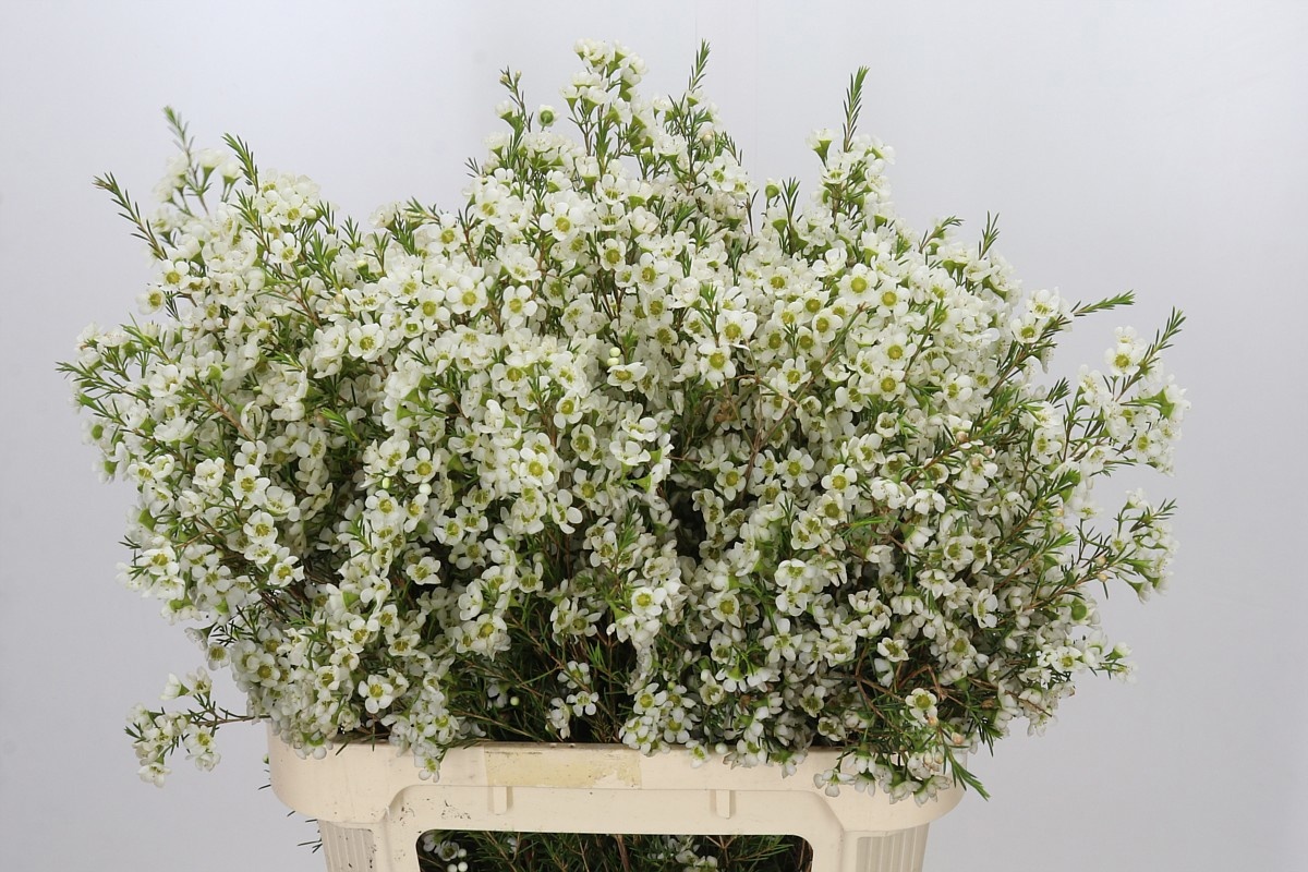 Chame Ivory Pearl