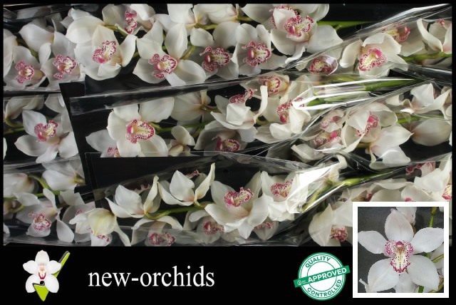 Cymbidium Mrs Sugar Lee 8/11bl
