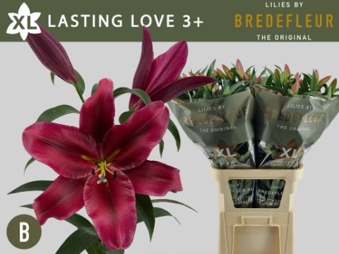 Lilium Ot Lasting Love 100cm 3/5bl