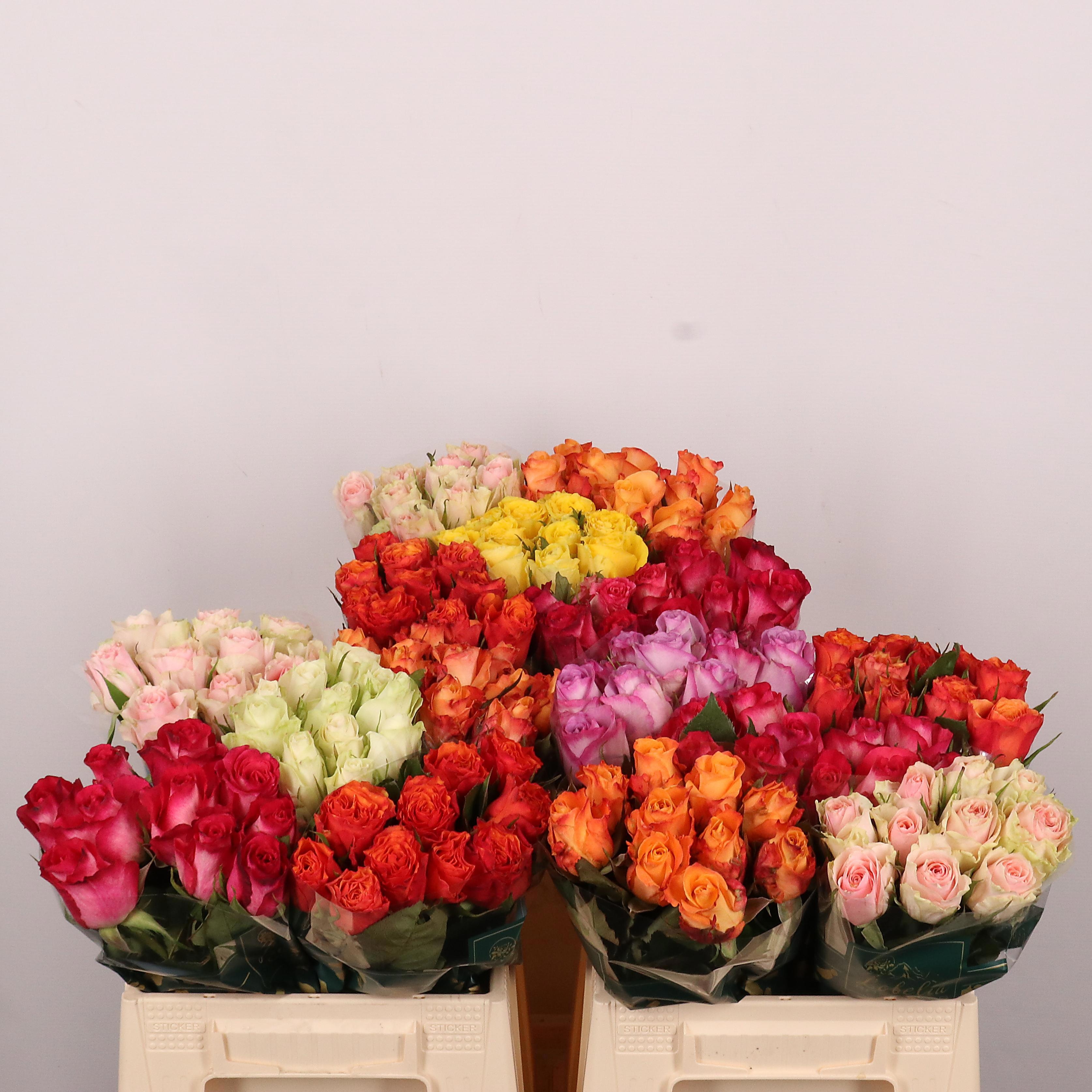 Rosa Mixed In Bucket 40cm
