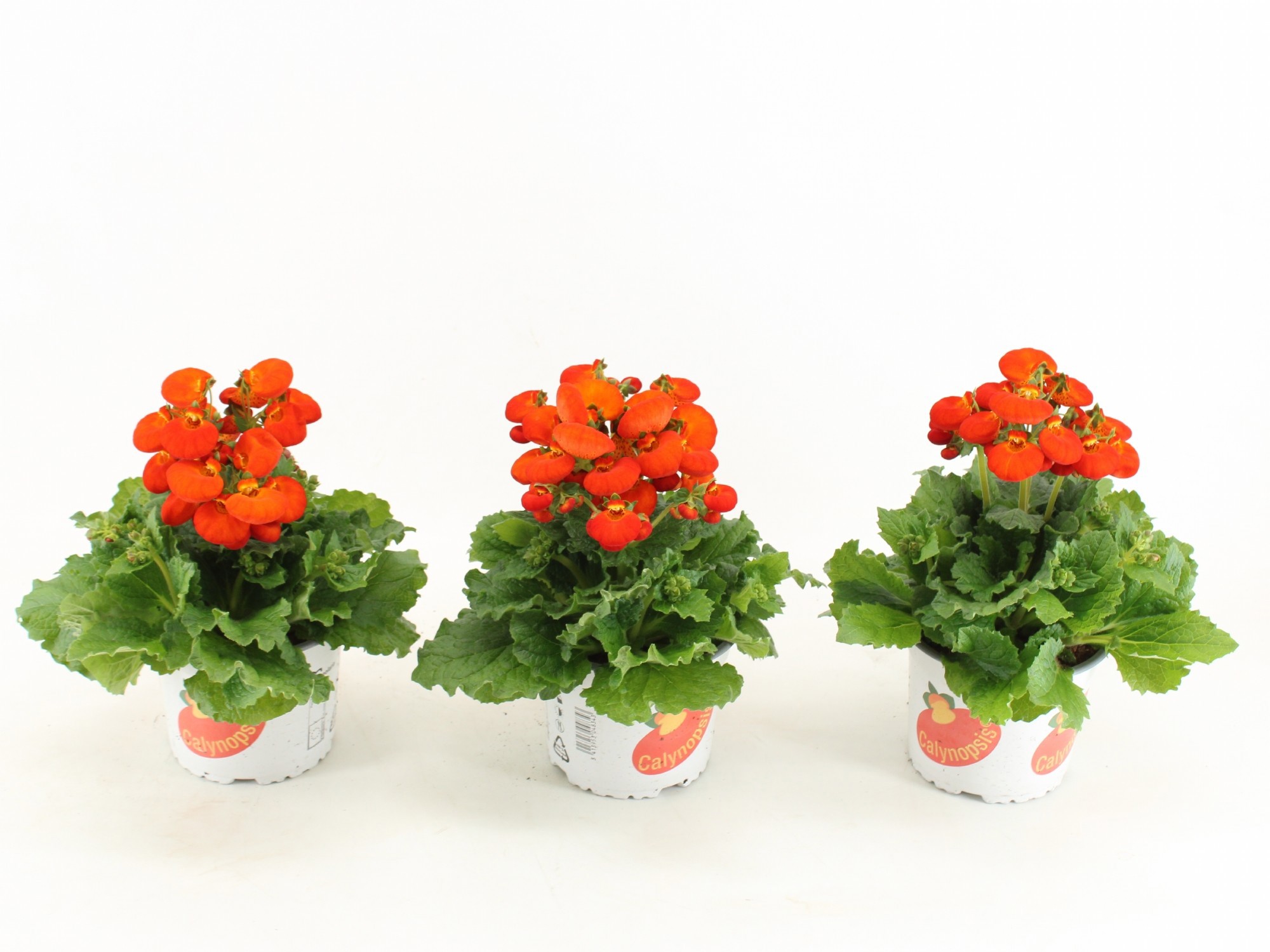 Calceolaria Calynopsis Oranje