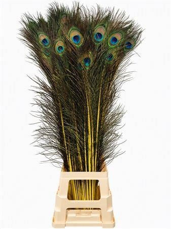 Peacock Feathers 80cm