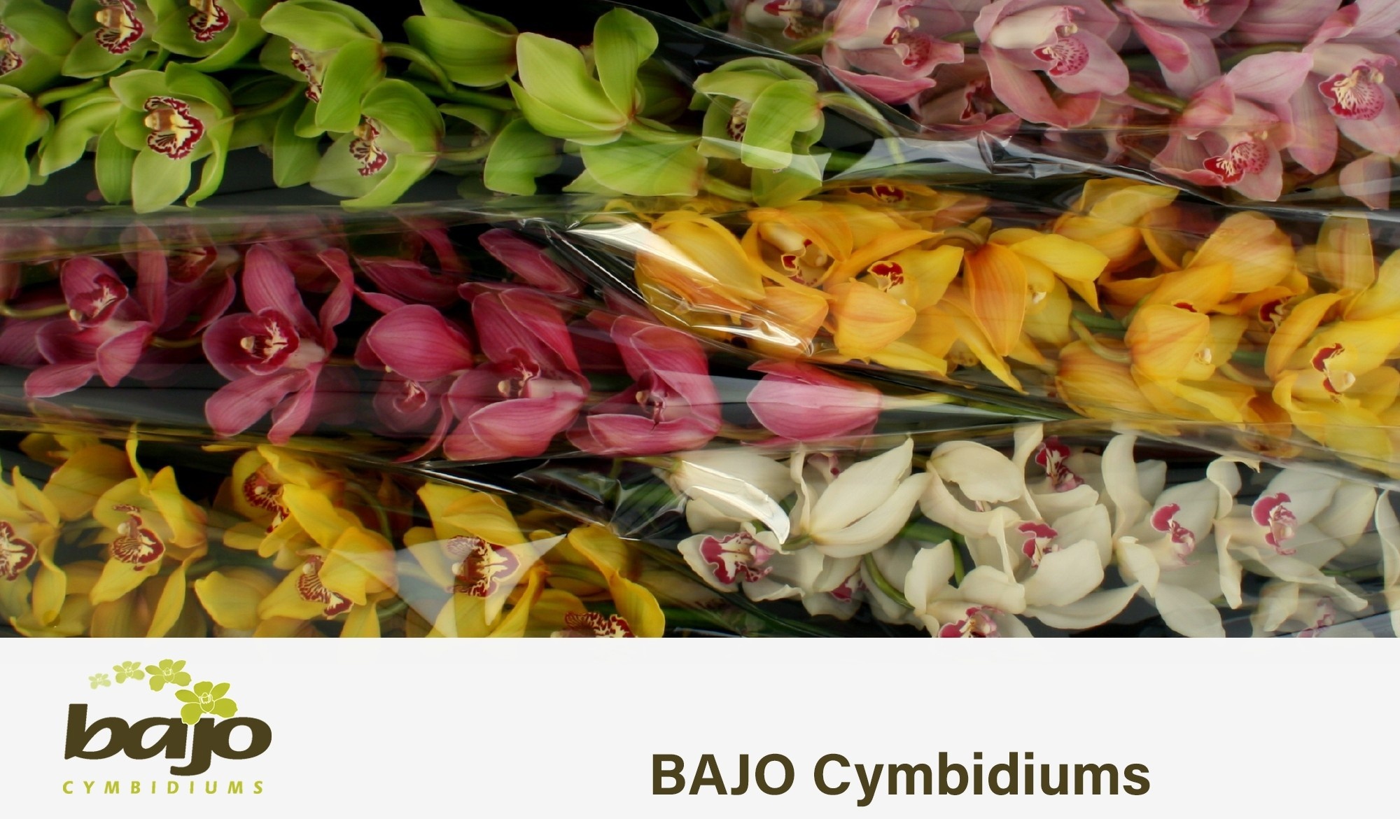 Cymbidium Asst 13bl
