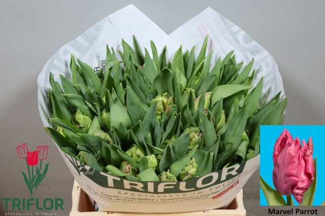Tulipa Parrot Marvel Parrot 35cm 32gram