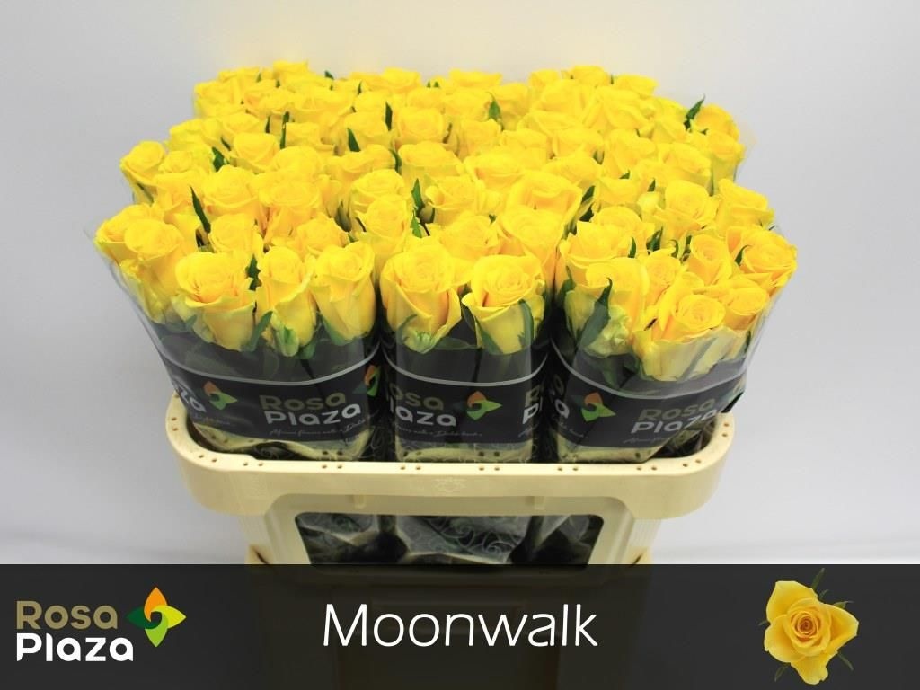 R Gr Moonwalk