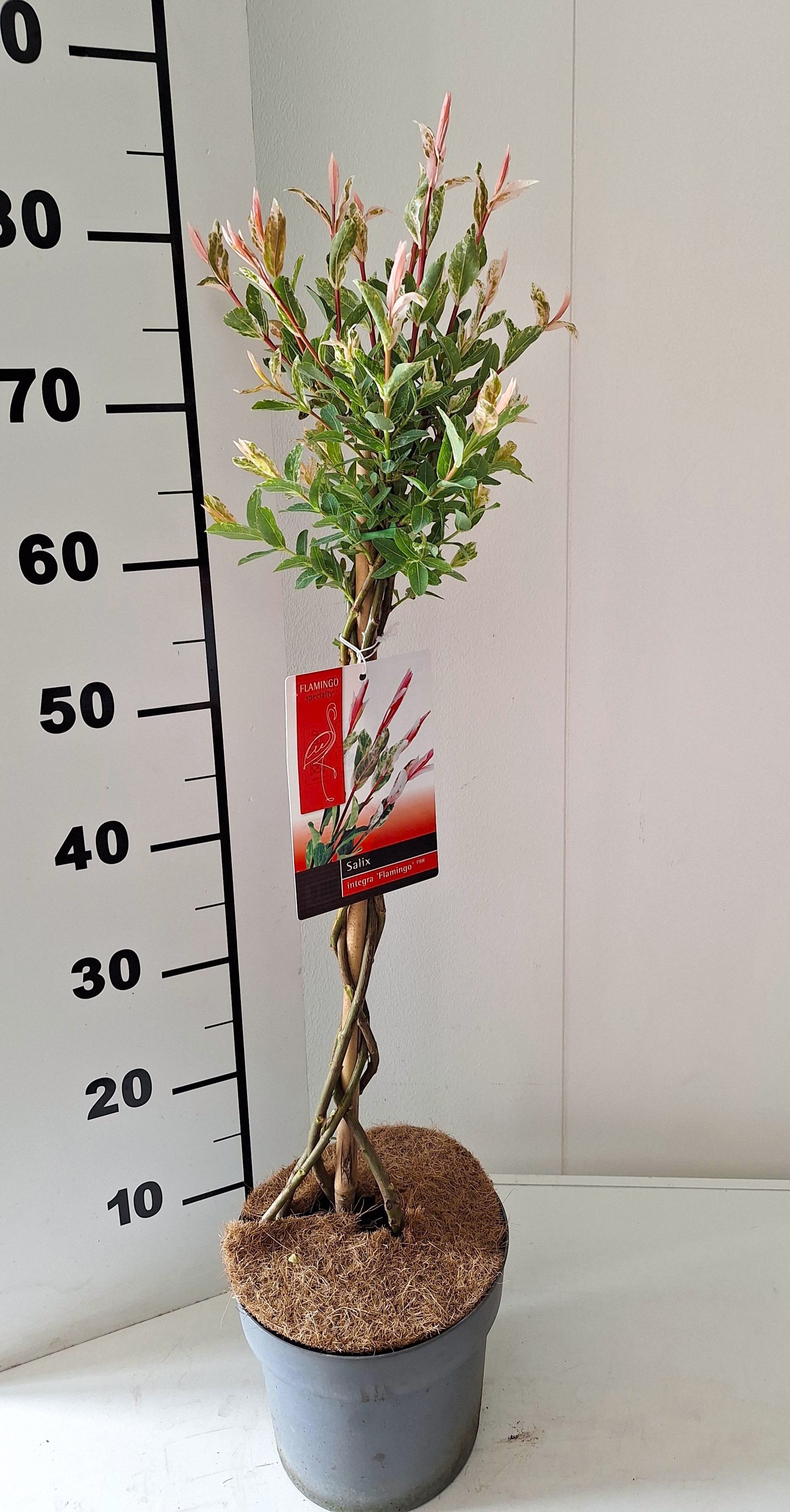 bambus trockener standort Bambus aurea (Phyllostachys aurea) | 80-100 cm im Topf