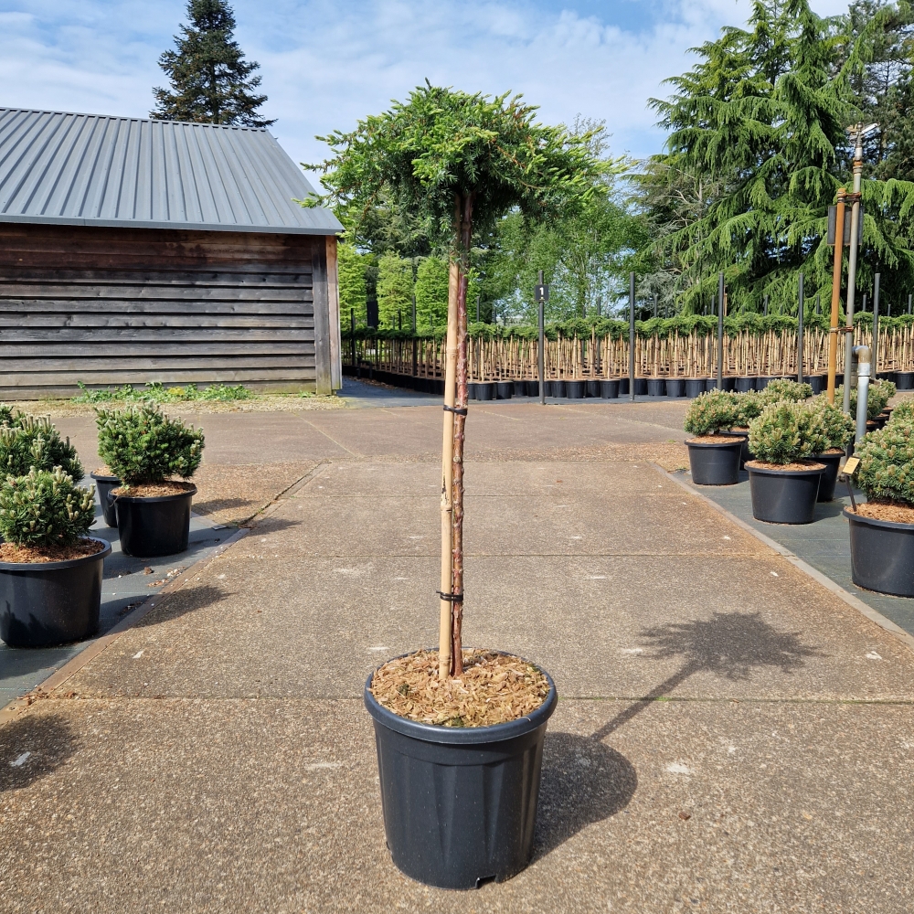 Picture of Juniperus com. Green Mantle C15 80/STD (LOOSE)