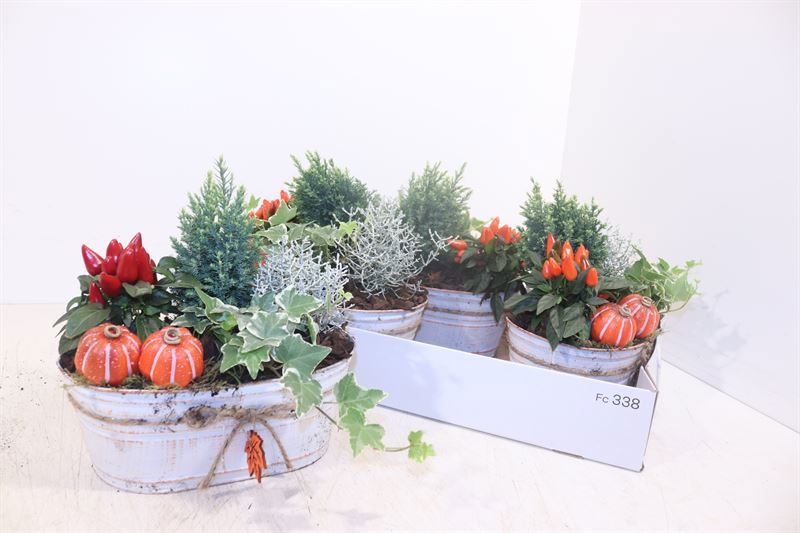 Arr Tuinplanten 25P 28cm