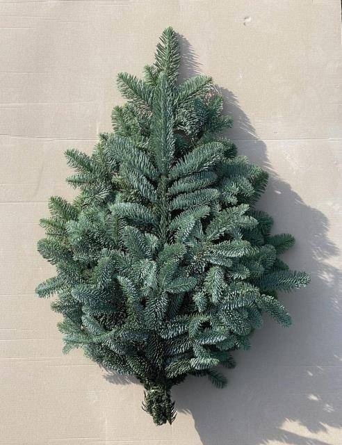 Abies Nobilis Blue