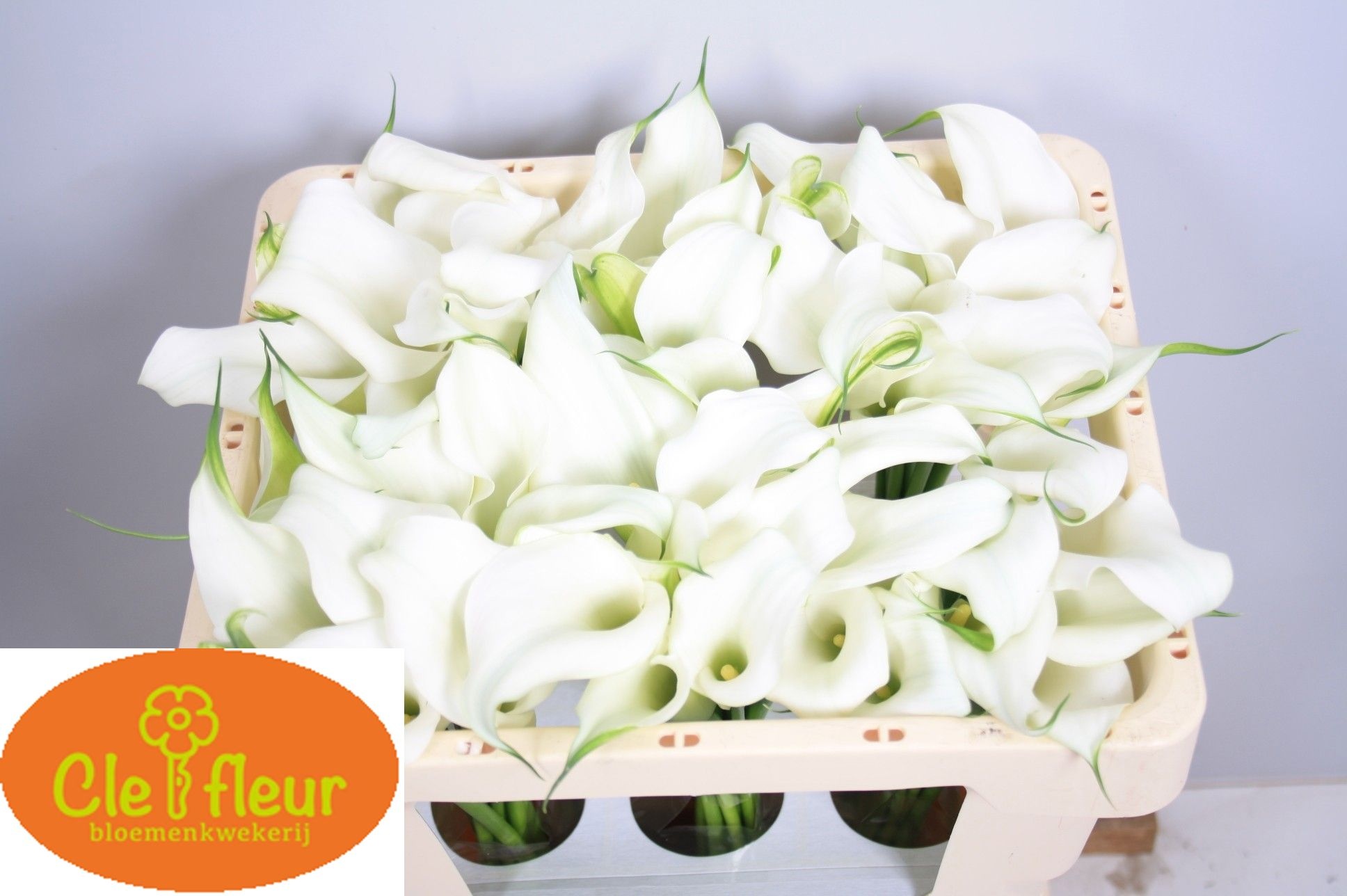 Calla Crystal Blush 45cm