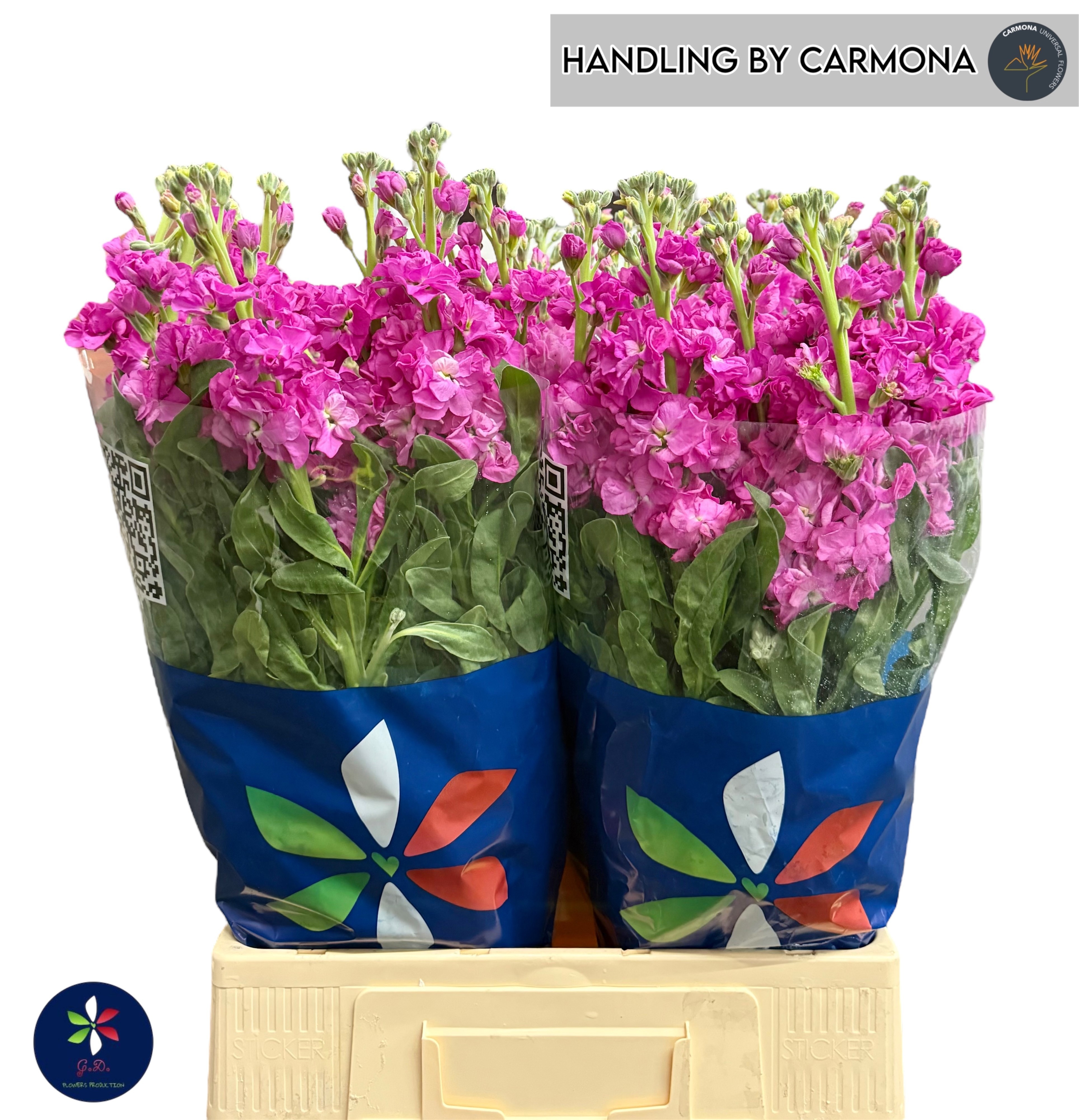 Matthiola Iron Cerise 70cm