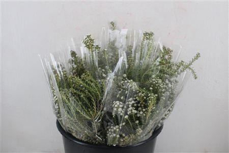 Overig Cutflowers